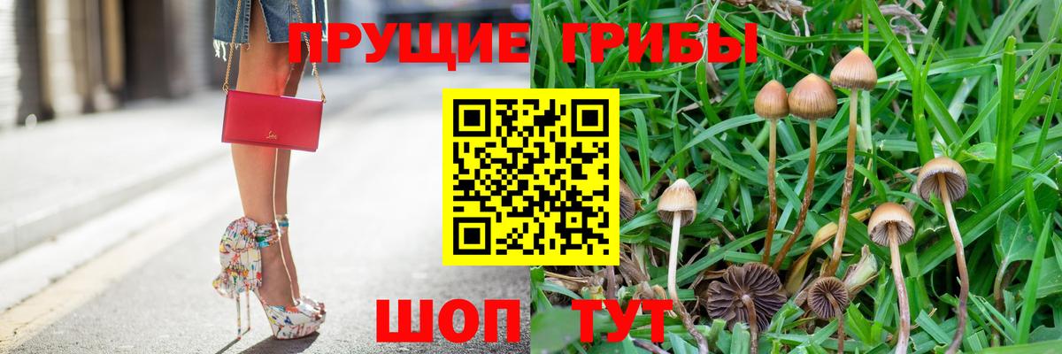 Владимир  Галлюциногенные грибы Cubensis  Псилоцибиновые грибы Cubensis  Вход с VPN 
